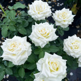 Tineke Rose